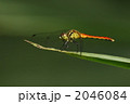 ヒメアカネのオス