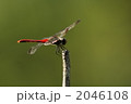 リスアカネのオス