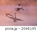 朝霧の中の白鳥