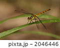 ヒメアカネのメス
