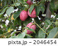 郁子（ムベ）