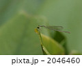 アジアイトトンボのメス