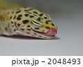 ヒョウモントカゲモドキの舌なめずり