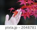 紅葉狩り