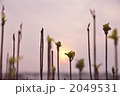 夕日と新芽