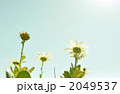 クリサンセマム