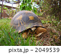 ホテルの庭のホウシャガメ
