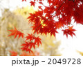 紅葉の陰り