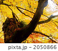 秋の光明禅寺