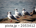 うみねこのひなたぼっこ