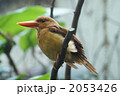アカショウビン