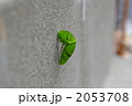 サナギくん