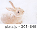 かわいい茶色のうさぎの子供