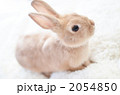 かわいい茶色のうさぎの子供