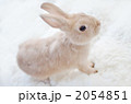 かわいい茶色のうさぎの子供