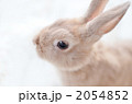かわいい茶色のうさぎの子供