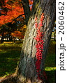 紅葉蔦