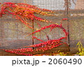 紅葉蔦