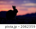 夕暮れのうさぎ