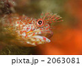 アライソコケギンポ