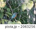 日陰のカワセミ