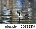 水面上のマガモ
