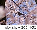 桜と小鳥