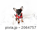 仔犬のオスワリ