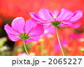 2065227