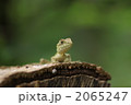 キノボリトカゲ