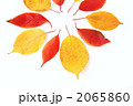 落ち葉の花