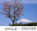 柿と富士山-4519