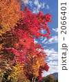 河口湖畔の紅葉-14484