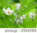 07月　ワルナスビ・ナス科02