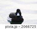 何かを欲しがるキンクロハジロ