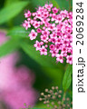 シモツケの花