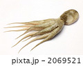 生のイイダコ