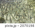イワナの群れ
