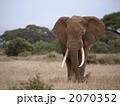 アフリカゾウの威厳
