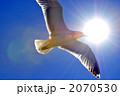 海鳥と太陽