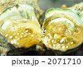 さざえ