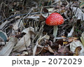 べにてんぐだけ