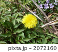 セイヨウタンポポ