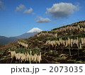 大根干し
