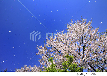 青空に散る桜