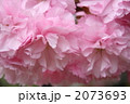 ボタン桜