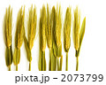 麦の穂