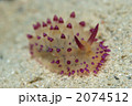 トゲトゲウミウシ