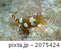 イソギンチャクモエビ