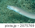 アナゴの仲間